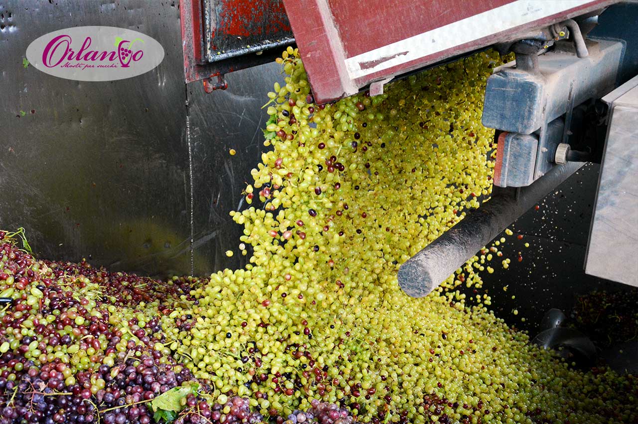 produzione-mosto-per-succhi-orlando-rutigliano-03